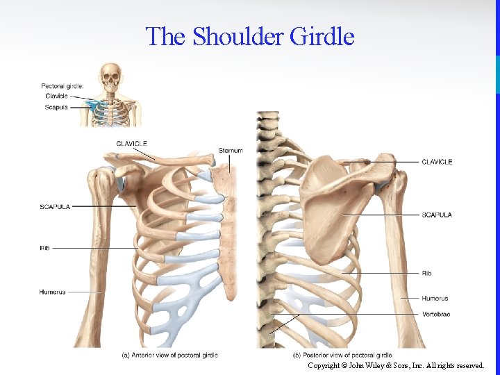 The Shoulder Girdle Copyright © John Wiley & Sons, Inc. All rights reserved. 