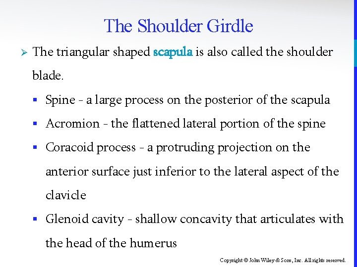 The Shoulder Girdle Ø The triangular shaped scapula is also called the shoulder blade.