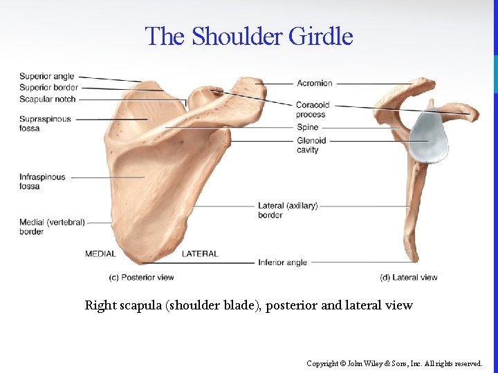 The Shoulder Girdle Right scapula (shoulder blade), posterior and lateral view Copyright © John