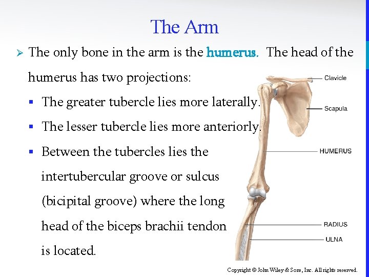 The Arm Ø The only bone in the arm is the humerus. The head