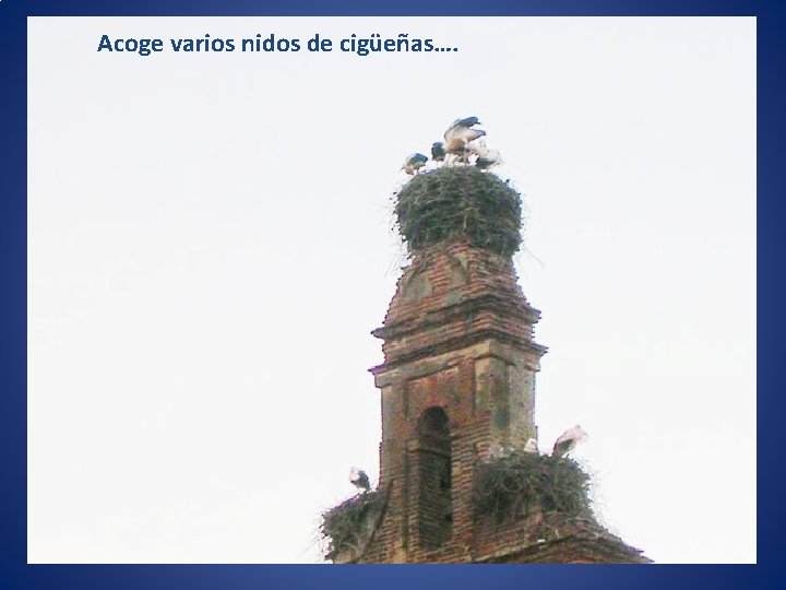 Acoge varios nidos de cigüeñas…. 