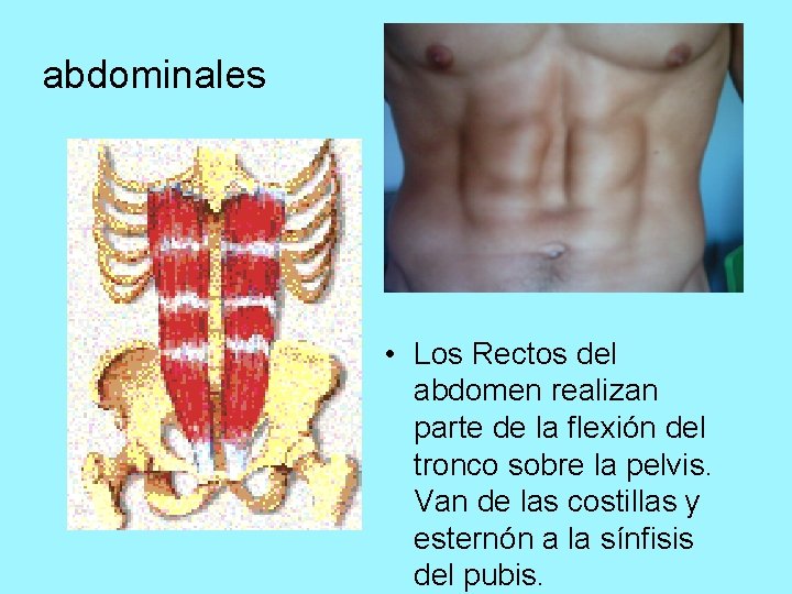 abdominales • Los Rectos del abdomen realizan parte de la flexión del tronco sobre