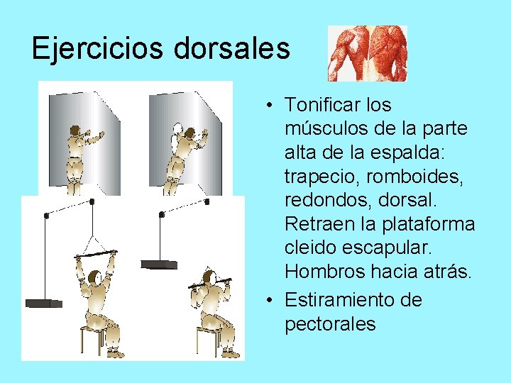 Ejercicios dorsales • Tonificar los músculos de la parte alta de la espalda: trapecio,