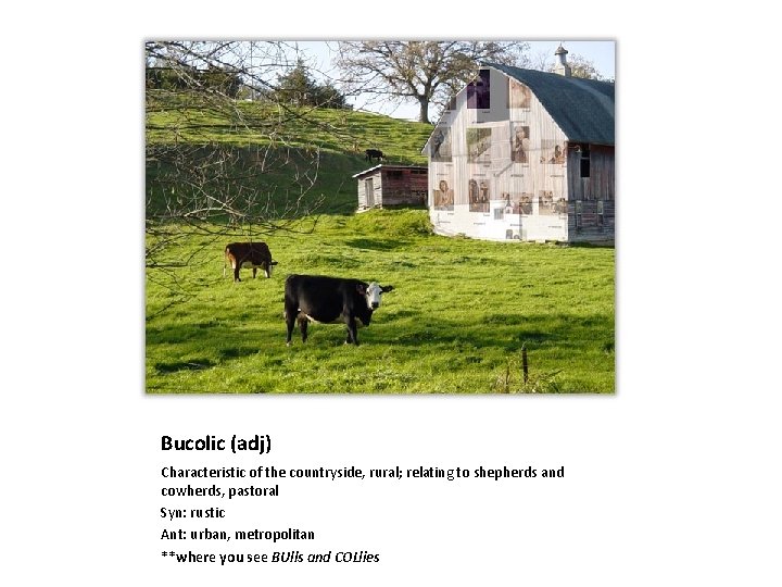 Bucolic (adj) Characteristic of the countryside, rural; relating to shepherds and cowherds, pastoral Syn:
