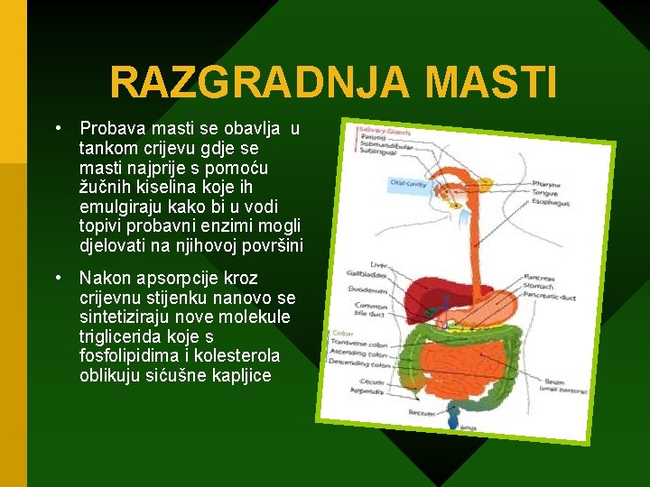 RAZGRADNJA MASTI • Probava masti se obavlja u tankom crijevu gdje se masti najprije