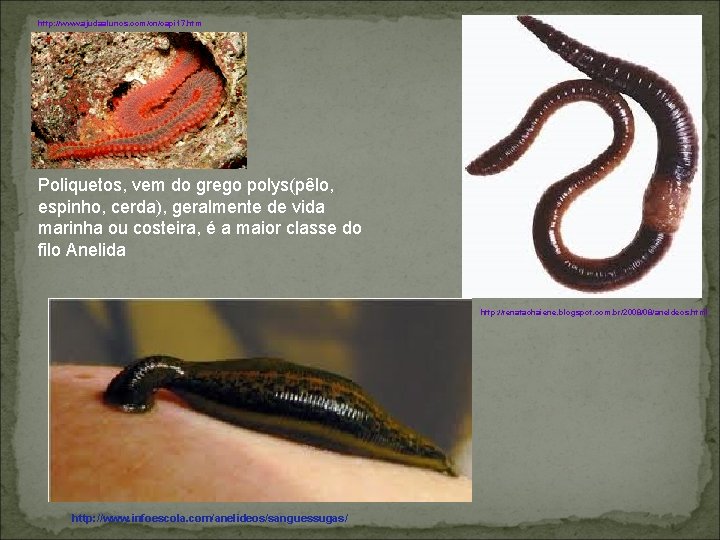 http: //www. ajudaalunos. com/cn/capi 17. htm Poliquetos, vem do grego polys(pêlo, espinho, cerda), geralmente