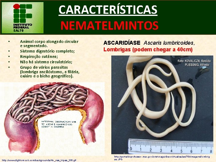 CARACTERÍSTICAS NEMATELMINTOS • • • Animal corpo alongado circular e segmentado. Sistema digestório completo;