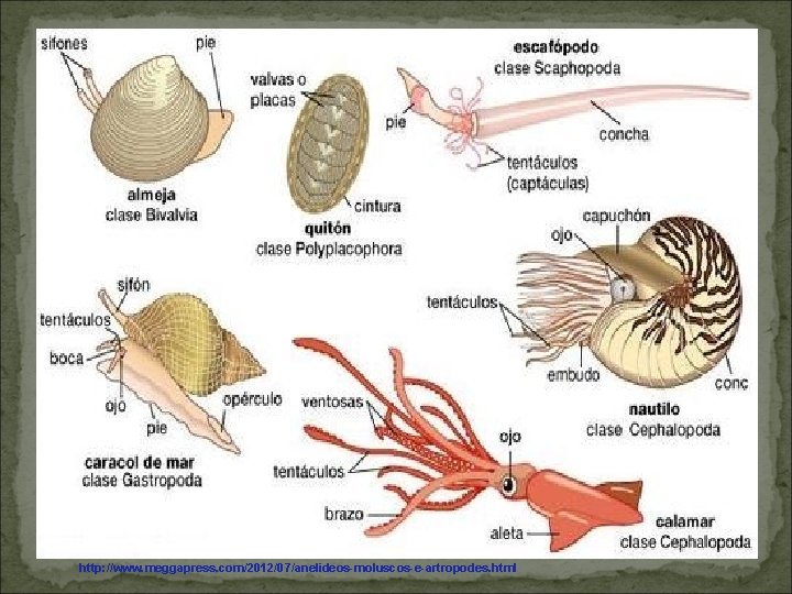 http: //www. meggapress. com/2012/07/anelideos-moluscos-e-artropodes. html 
