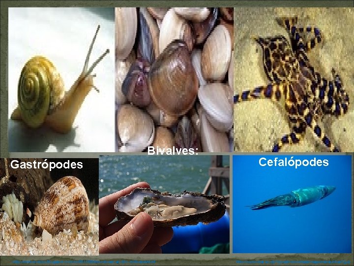 Bivalves: Gastrópodes http: //molucos-bc. blogspot. com. br/2011/09/introducao-ao-filo-mollusca. html Cefalópodes http: //www. mat. uc. pt/~picado/conchas/imagens/nautilus