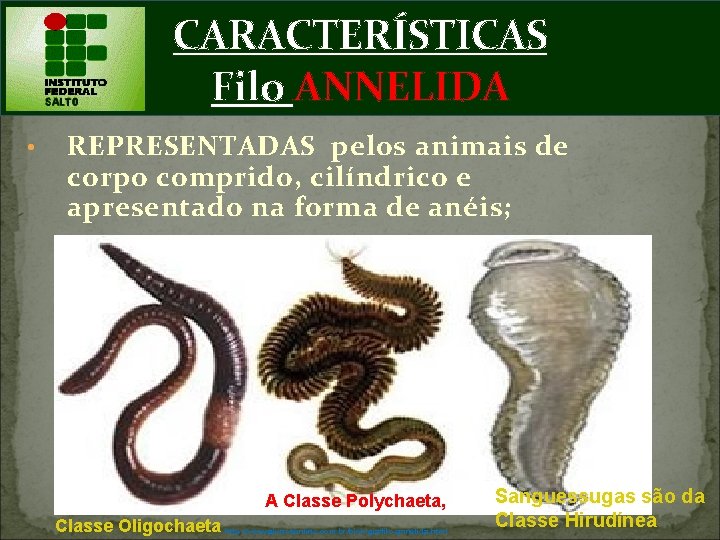 CARACTERÍSTICAS Filo ANNELIDA • REPRESENTADAS pelos animais de corpo comprido, cilíndrico e apresentado na
