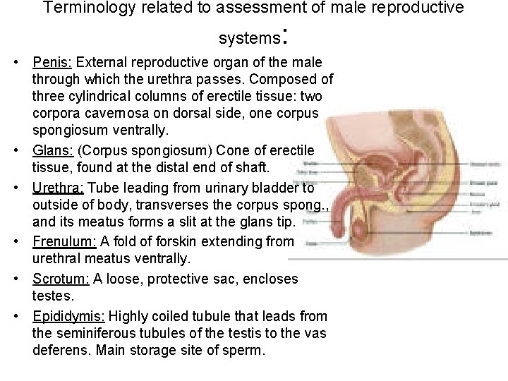 Terminology related to assessment of male reproductive systems : • Penis: External reproductive organ