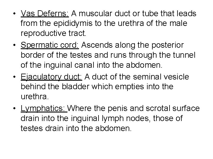  • Vas Deferns: A muscular duct or tube that leads from the epididymis