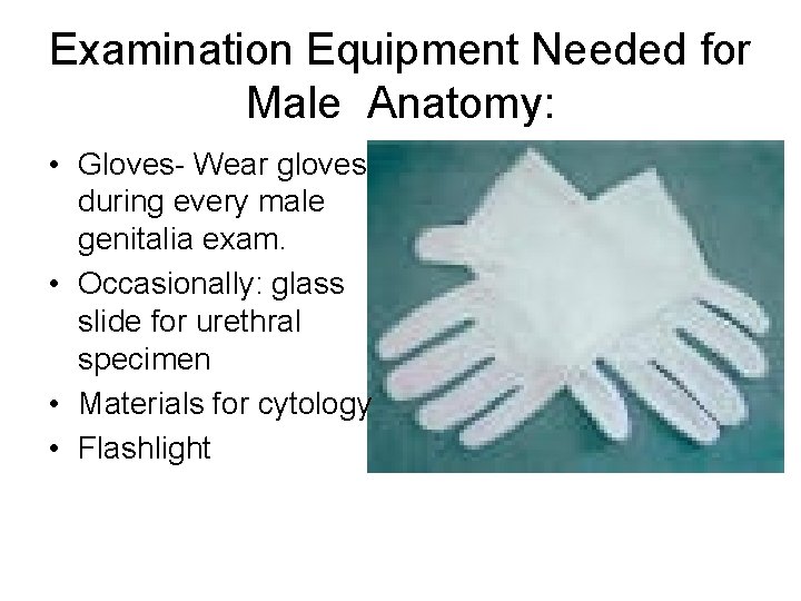 Examination Equipment Needed for Male Anatomy: • Gloves- Wear gloves during every male genitalia