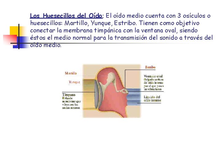 Los Huesecillos del Oído; El oído medio cuenta con 3 osículos o huesecillos: Martillo, Los Huesecillos del Oído; El oído medio cuenta con 3 osículos o huesecillos: Martillo,