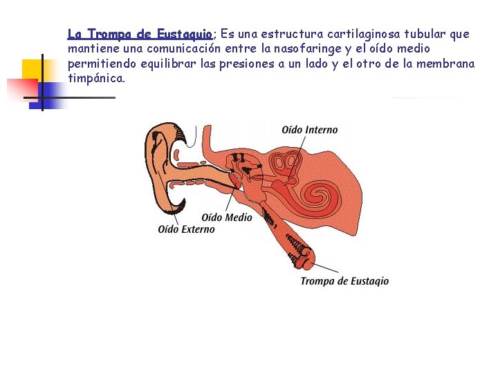 La Trompa de Eustaquio; Es una estructura cartilaginosa tubular que mantiene una comunicación entre La Trompa de Eustaquio; Es una estructura cartilaginosa tubular que mantiene una comunicación entre