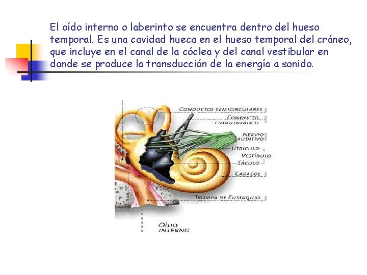 El oído interno o laberinto se encuentra dentro del hueso temporal. Es una cavidad El oído interno o laberinto se encuentra dentro del hueso temporal. Es una cavidad