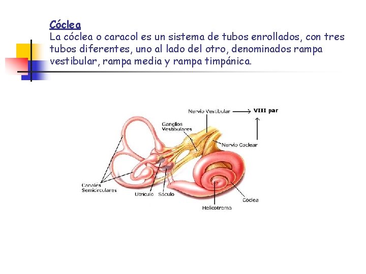 Cóclea La cóclea o caracol es un sistema de tubos enrollados, con tres tubos Cóclea La cóclea o caracol es un sistema de tubos enrollados, con tres tubos