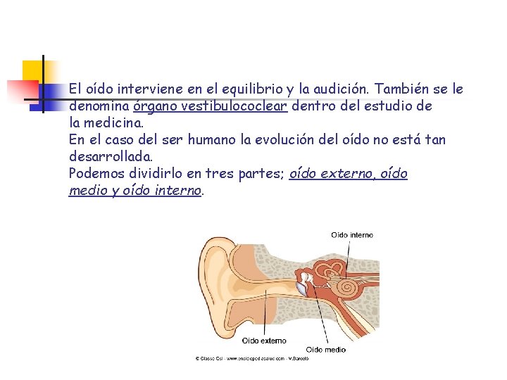 El oído interviene en el equilibrio y la audición. También se le denomina órgano El oído interviene en el equilibrio y la audición. También se le denomina órgano