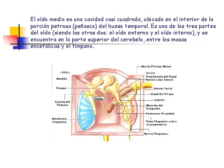 El oído medio es una cavidad casi cuadrada, ubicada en el interior de la El oído medio es una cavidad casi cuadrada, ubicada en el interior de la