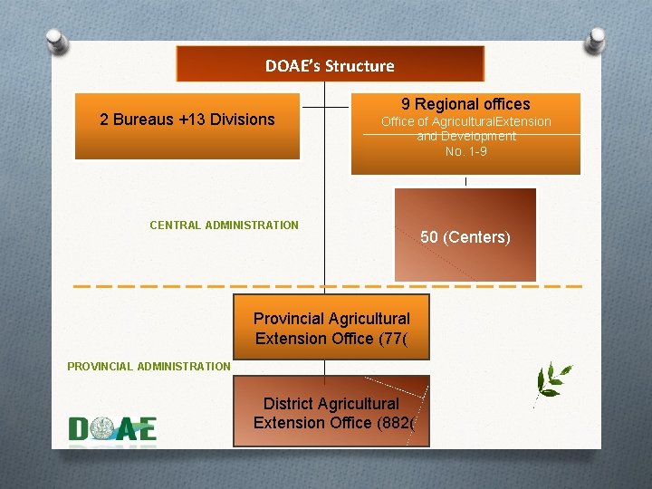 DOAE’s Structure 2 Bureaus +13 Divisions 9 Regional offices Office of Agricultural. Extension and