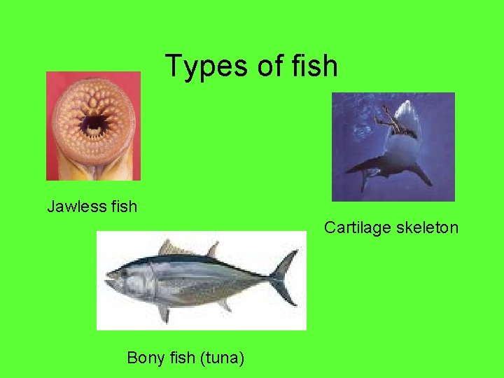 Types of fish Jawless fish Cartilage skeleton Bony fish (tuna) 