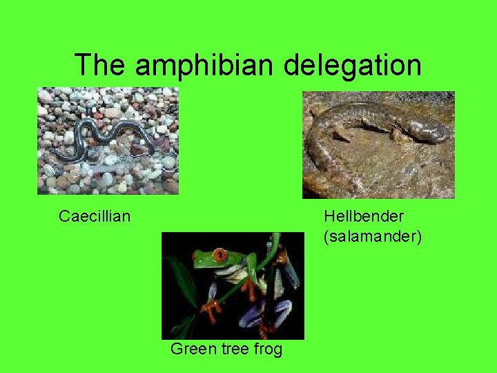 The amphibian delegation Caecillian Hellbender (salamander) Green tree frog 