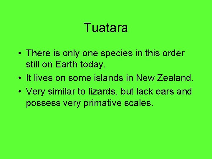 Tuatara • There is only one species in this order still on Earth today.