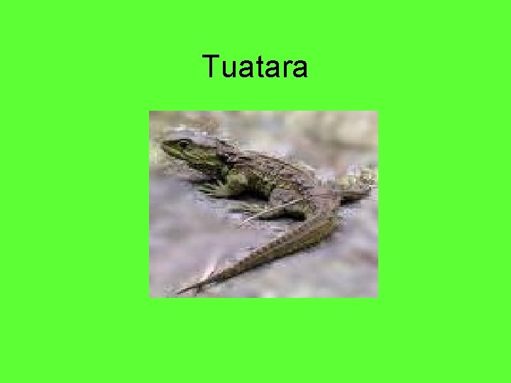Tuatara 
