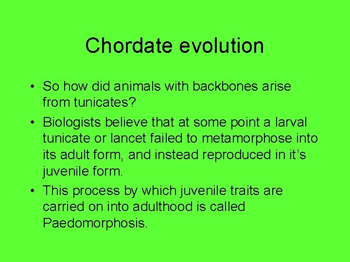 Chordate evolution • So how did animals with backbones arise from tunicates? • Biologists