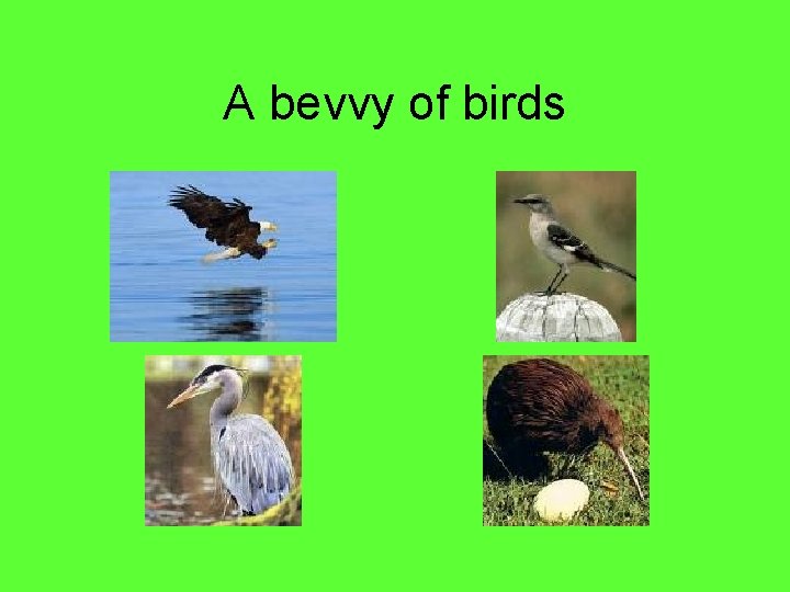A bevvy of birds 