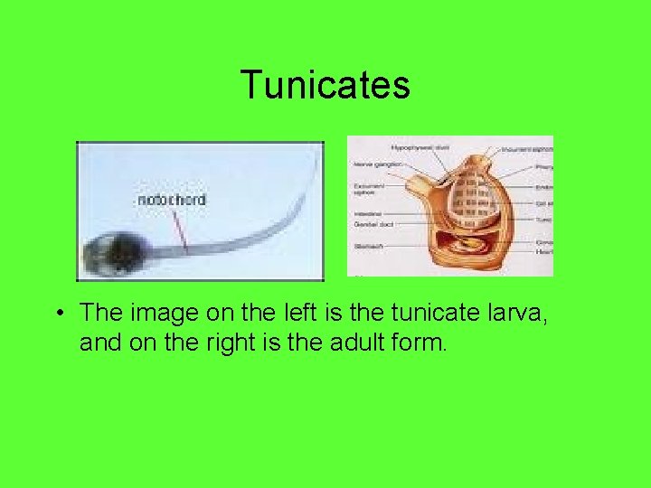 Tunicates • The image on the left is the tunicate larva, and on the