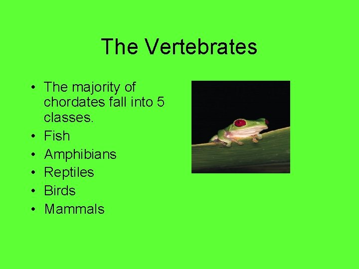 The Vertebrates • The majority of chordates fall into 5 classes. • Fish •