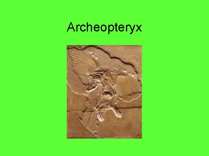 Archeopteryx 