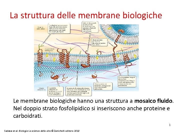 La struttura delle membrane biologiche Le membrane biologiche hanno una struttura a mosaico fluido.