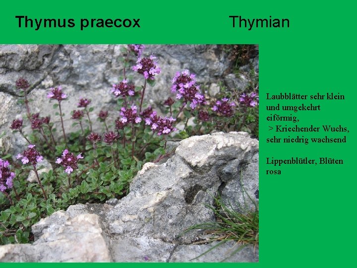 Thymus praecox Thymian Laubblätter sehr klein und umgekehrt eiförmig, > Kriechender Wuchs, sehr niedrig