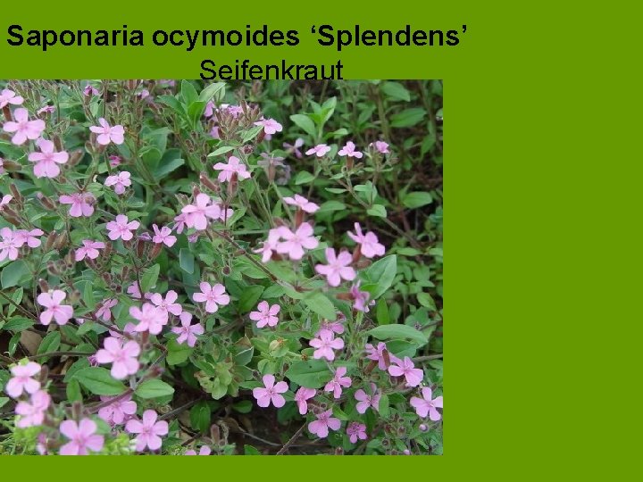 Saponaria ocymoides ‘Splendens’ Seifenkraut 