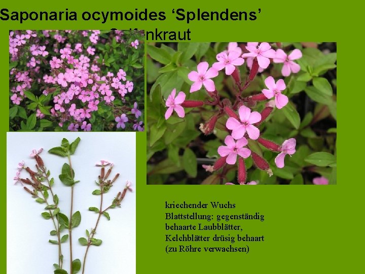 Saponaria ocymoides ‘Splendens’ Seifenkraut kriechender Wuchs Blattstellung: gegenständig behaarte Laubblätter, Kelchblätter drüsig behaart (zu