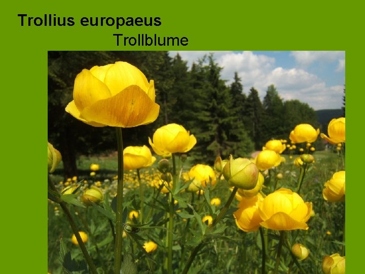 Trollius europaeus Trollblume 