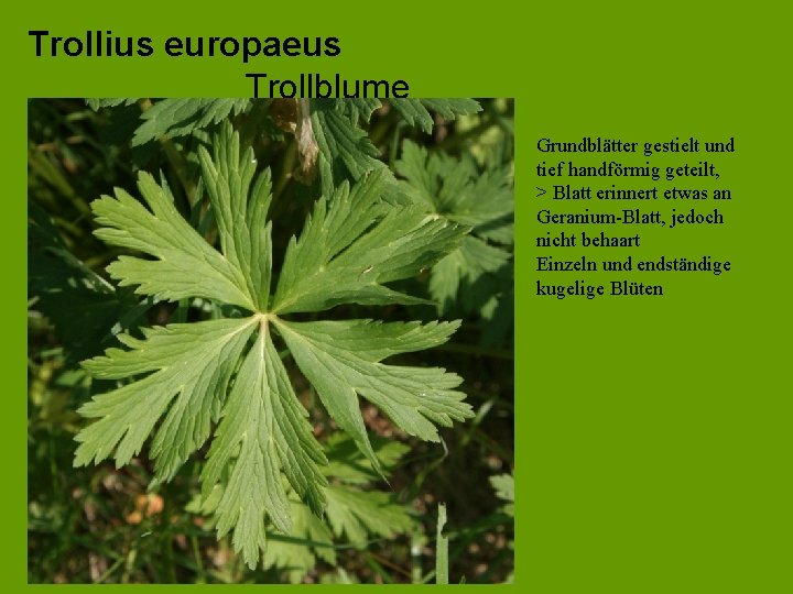 Trollius europaeus Trollblume Grundblätter gestielt und tief handförmig geteilt, > Blatt erinnert etwas an