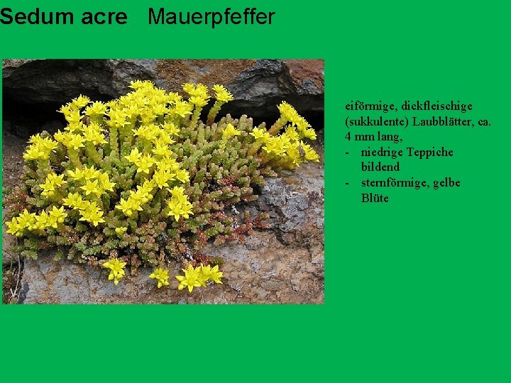 Sedum acre Mauerpfeffer eiförmige, dickfleischige (sukkulente) Laubblätter, ca. 4 mm lang, - niedrige Teppiche