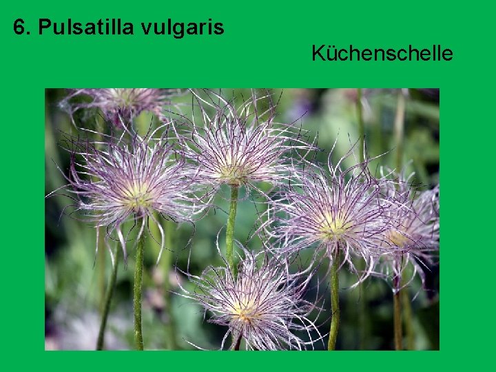 6. Pulsatilla vulgaris Küchenschelle 