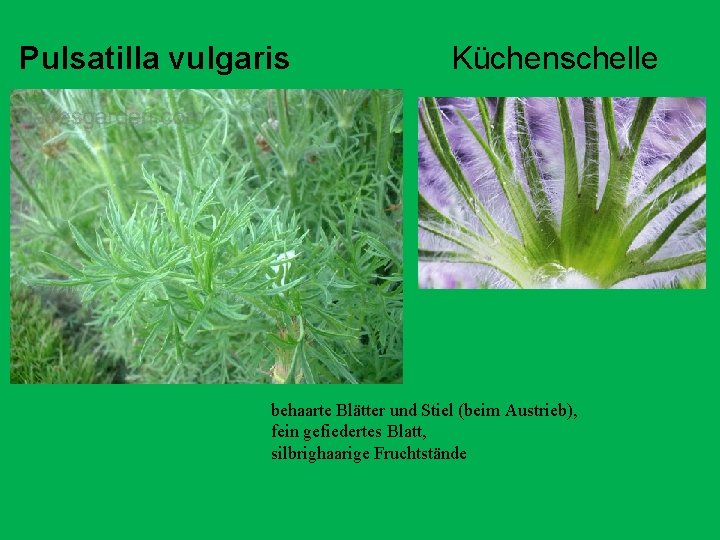 Pulsatilla vulgaris Küchenschelle behaarte Blätter und Stiel (beim Austrieb), fein gefiedertes Blatt, silbrighaarige Fruchtstände