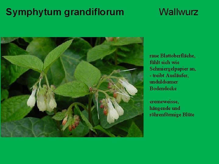 Symphytum grandiflorum Wallwurz raue Blattoberfläche, fühlt sich wie Schmiergelpapier an, - treibt Ausläufer, unduldsamer