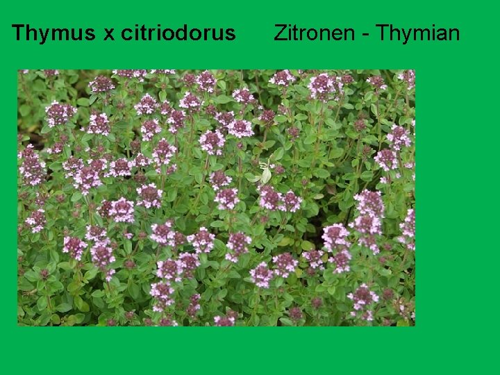 Thymus x citriodorus Zitronen - Thymian 