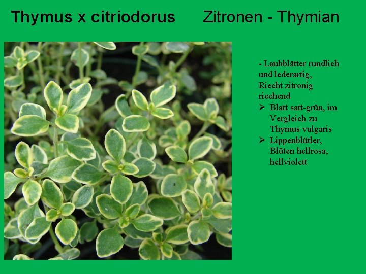 Thymus x citriodorus Zitronen - Thymian - Laubblätter rundlich und lederartig, Riecht zitronig riechend