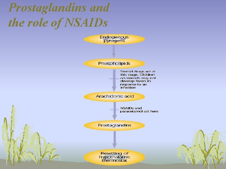 Prostaglandins and the role of NSAIDs 