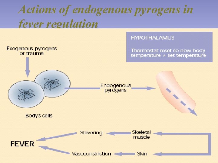 Actions of endogenous pyrogens in fever regulation 
