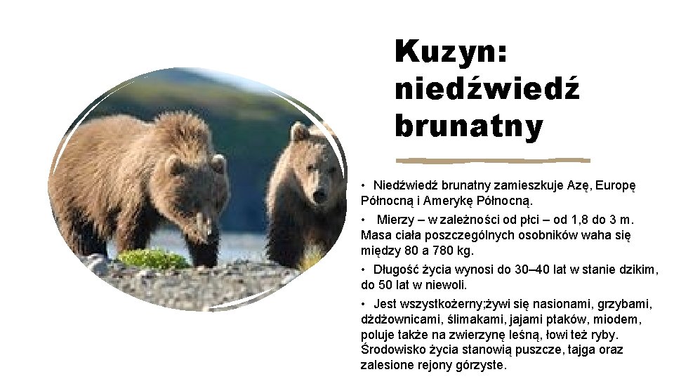 Kuzyn: niedźwiedź brunatny • Niedźwiedź brunatny zamieszkuje Azę, Europę Północną i Amerykę Północną. •