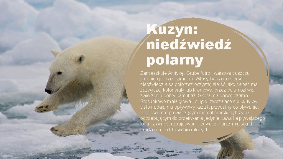 Kuzyn: niedźwiedź polarny Zamieszkuje Arktykę. Grube futro i warstwa tłuszczu chronią go przed zimnem.