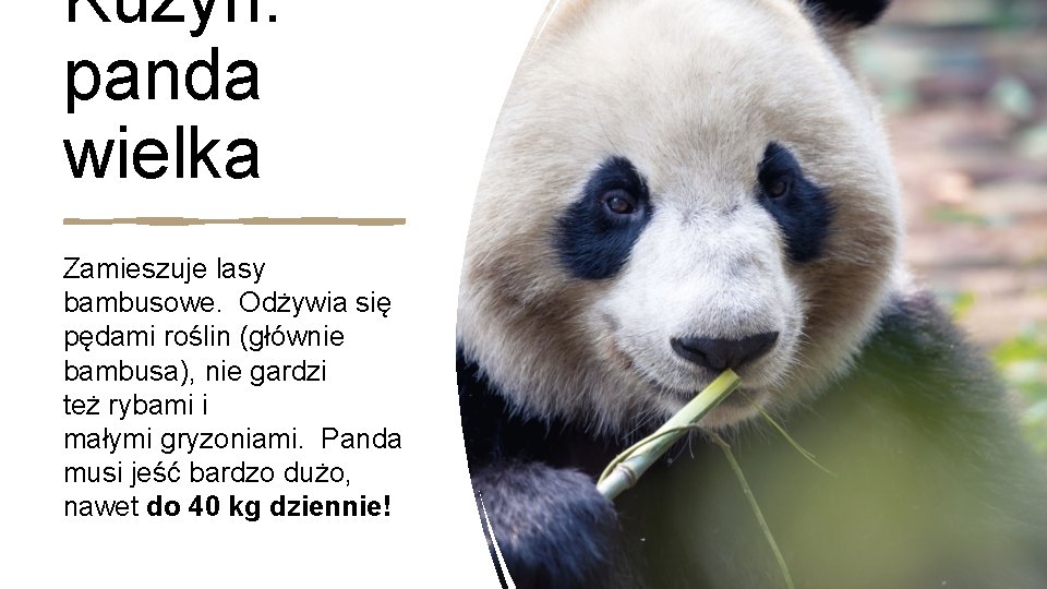 Kuzyn: panda wielka Zamieszuje lasy bambusowe. Odżywia się pędami roślin (głównie bambusa), nie gardzi